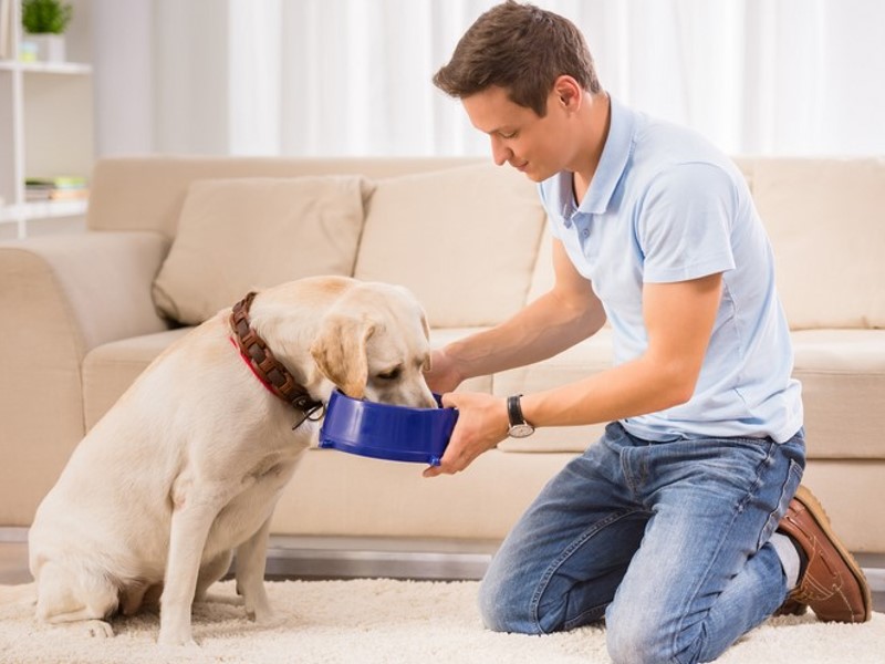 Hranjenje psa z uravnoteženo hrano dvakrat na dan
